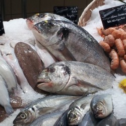 Fischallergie, Meeresfrüchteallergie und -unverträglichkeiten